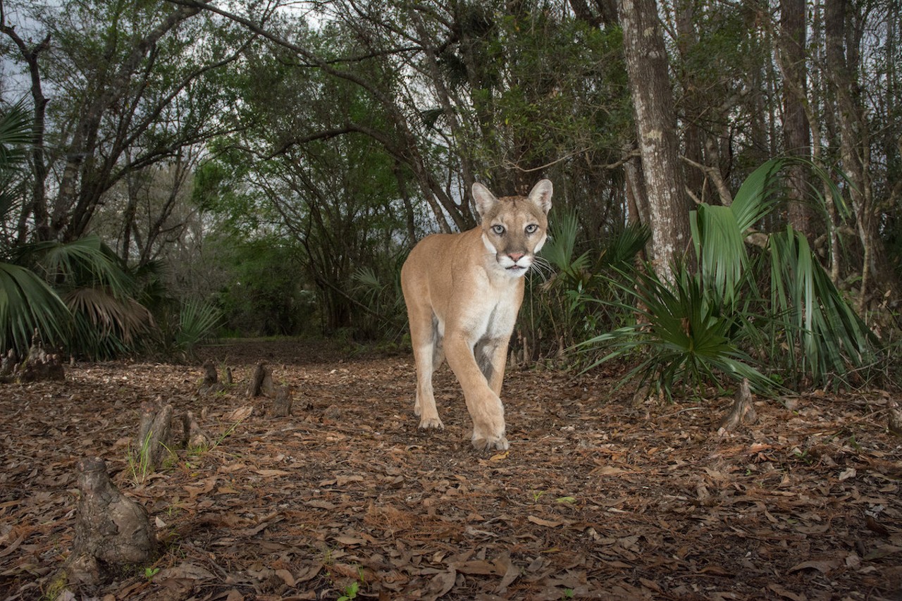 Triggering a camera trap on Babcock Ranch State Preserve, this panther, nicknamed "Babs," is the first female Florida panther documented north of the Caloosahatchee River since 1973. The ability to reestablish a breeding population farther north is vital to the recovery of the species.