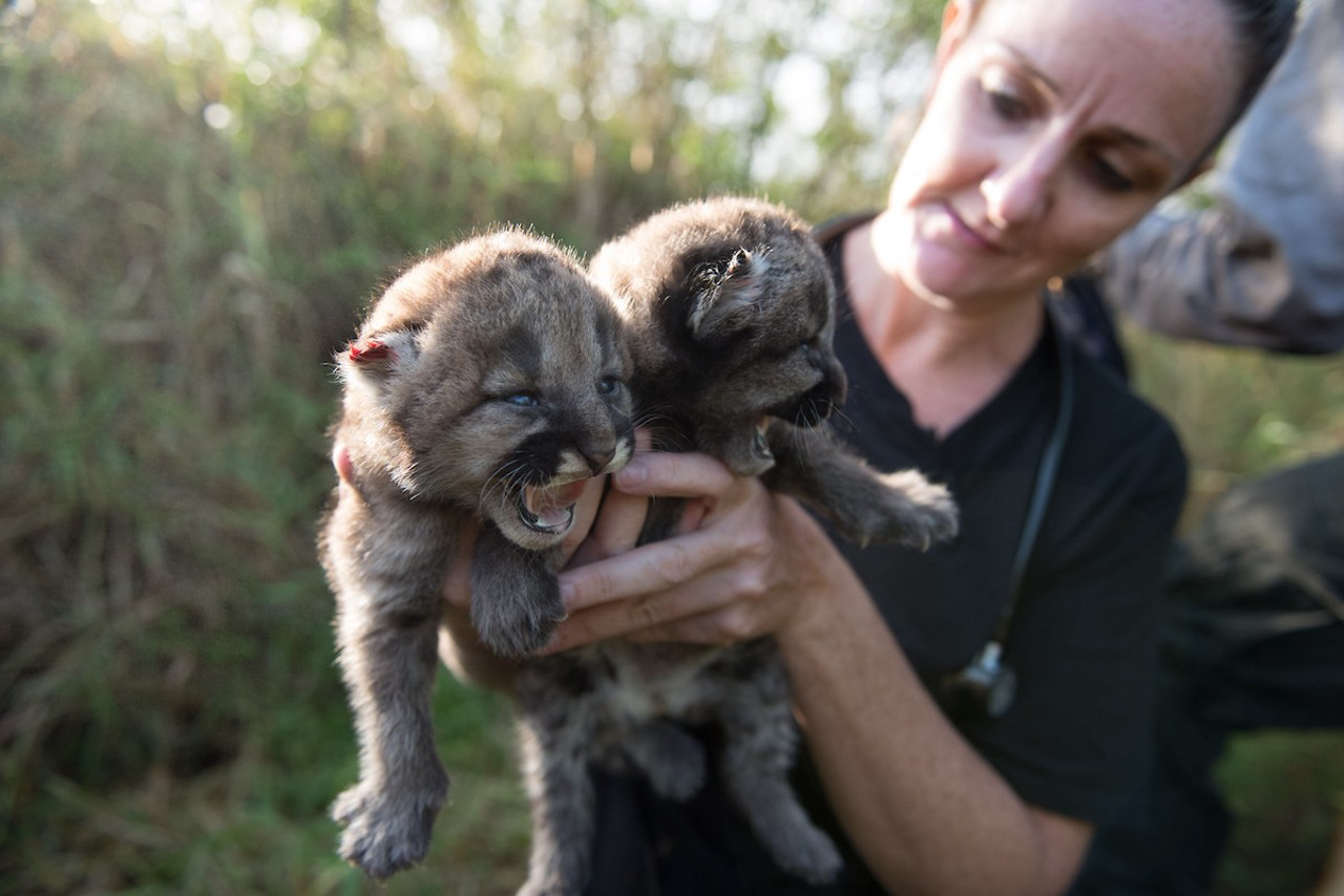 During a den survey of a Florida panther, veterinarian Dr. Lara Cusack assesses the health of three wild kittens. The survival of kittens is one of the most critical factors for the long-term survival of the species.