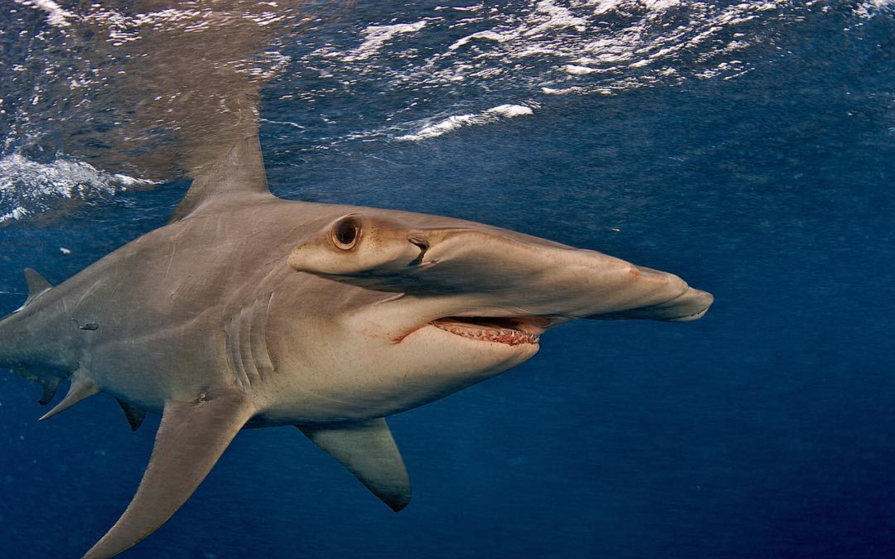 A great hammerhead shark.