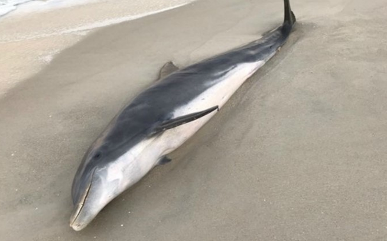 Florida authorities offer $20,000 reward for info on recent dolphin murders