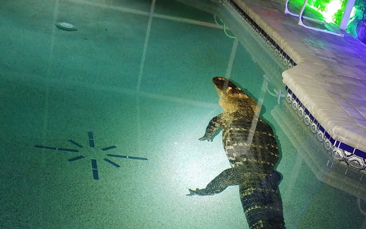 'Always check your pool': Florida family finds 500-pound gator in swimming pool