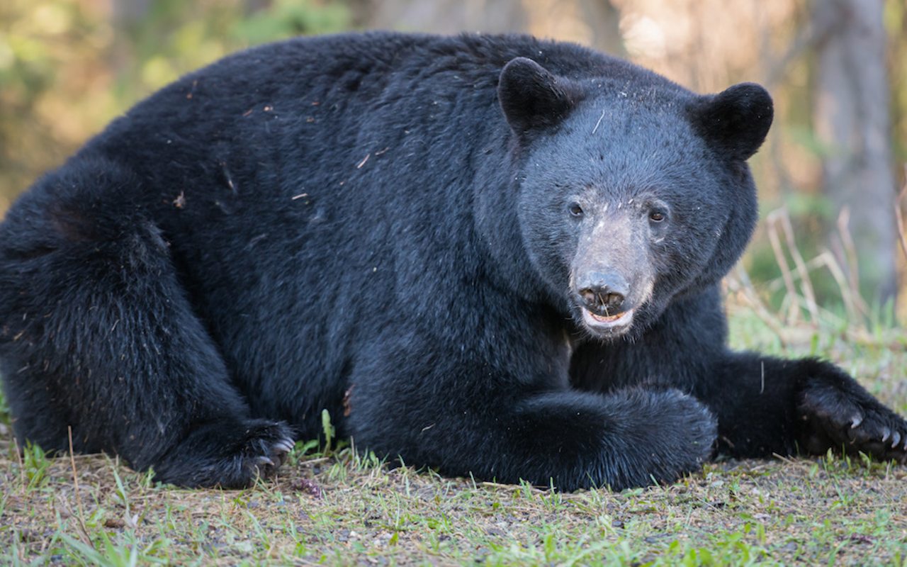 Florida is looking for people to help dispose of bear carcasses, and other bear-related duties