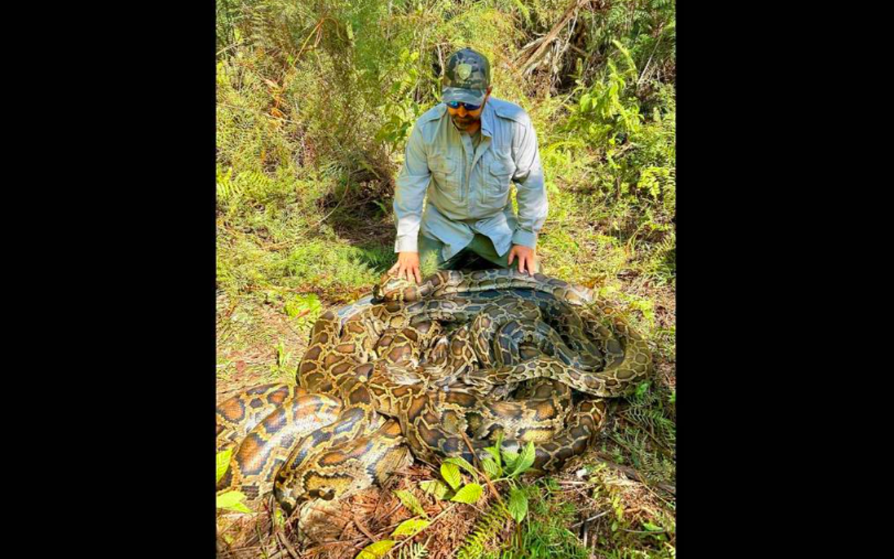 Florida wildlife officials remove 500-pound invasive snake orgy
