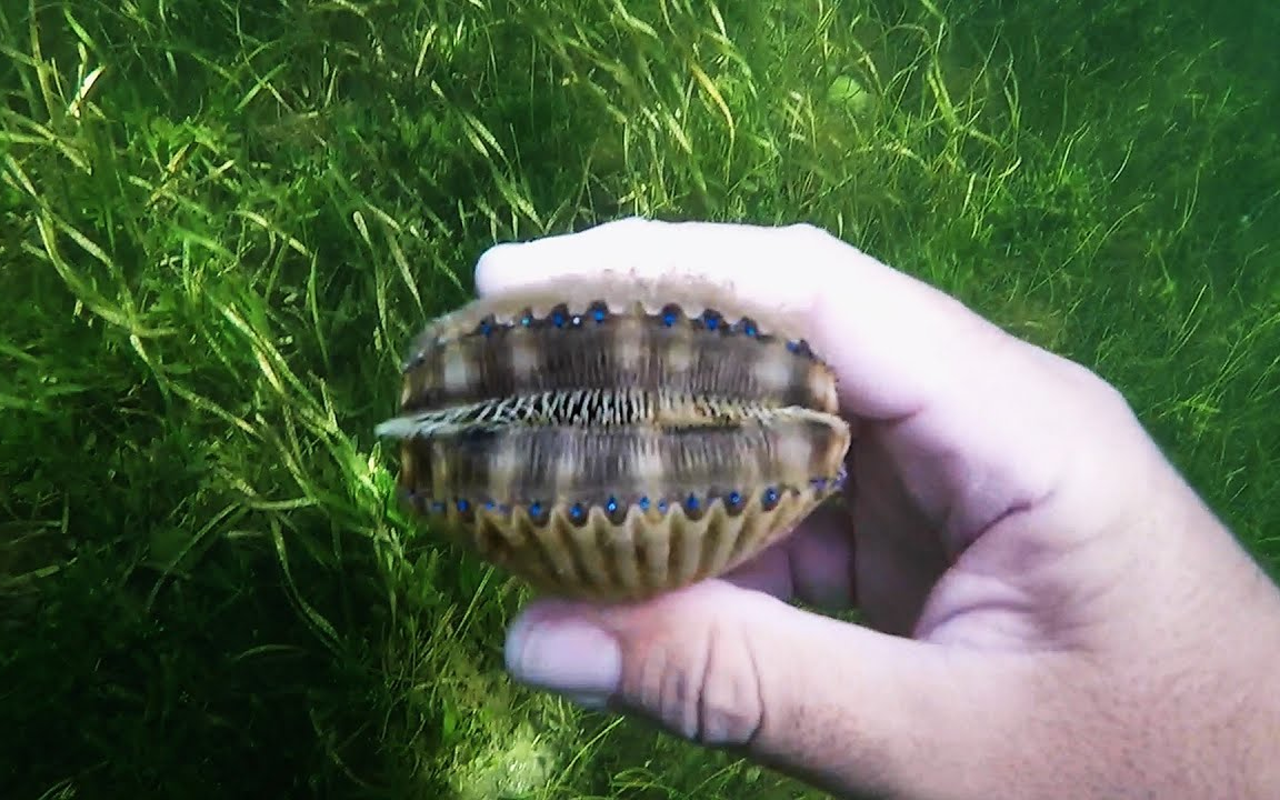 Scalloping, sometimes described a mix of fishing, snorkeling, and treasure hunting, will be running from July 1-September 24 in Crystal River and Homosassa in Citrus County.