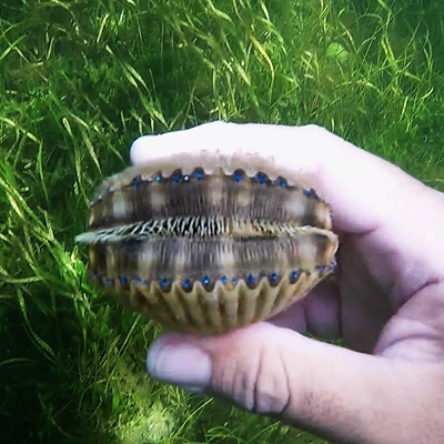 Scalloping, sometimes described a mix of fishing, snorkeling, and treasure hunting, will be running from July 1-September 24 in Crystal River and Homosassa in Citrus County.