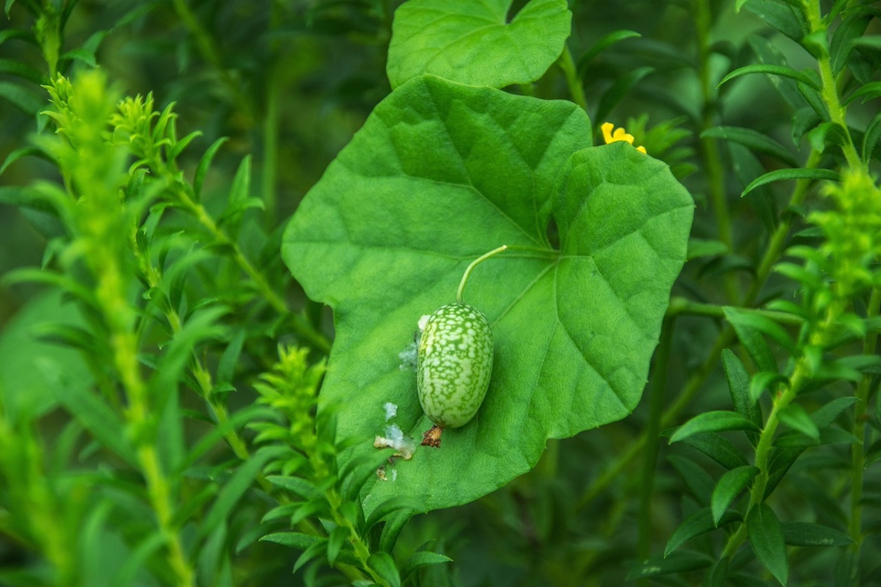 Creeping cucumber
This cherry-sized “mouse’s melon” is found on fences throughout Florida and looks like mini green watermelons before they ripen. Usually eaten fresh, pickled or chopped into salads, ripe Melothria pendula (the fruit turns black), has been known to cause explosive diarrhea—so eat with caution.
Photo via Lawrence/Adobe