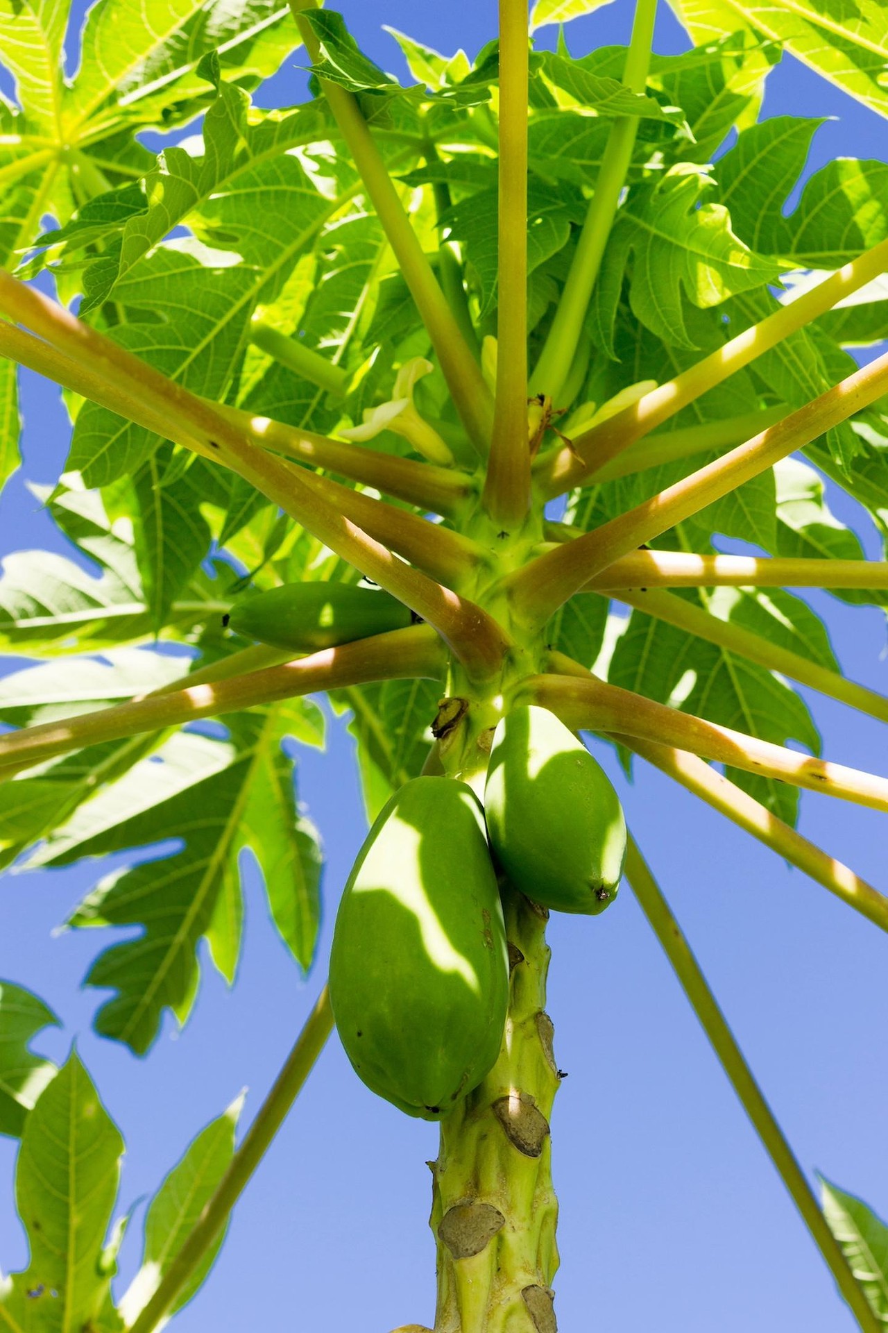 Papaya
Considered native to the Sunshine State, papayas can be found in Hernando counties south through mainland Florida, including different hammock margins and canopy gaps in the greater Tampa Bay area. Wild papayas are much smaller than the fruits you see in the grocery store (about two-and-a-half inches wide), but are still considered one of the healthiest fruits you can eat. Unripe, green papayas can also be sauteed or pickled.  
Photo via tanvirshafi/Adobe