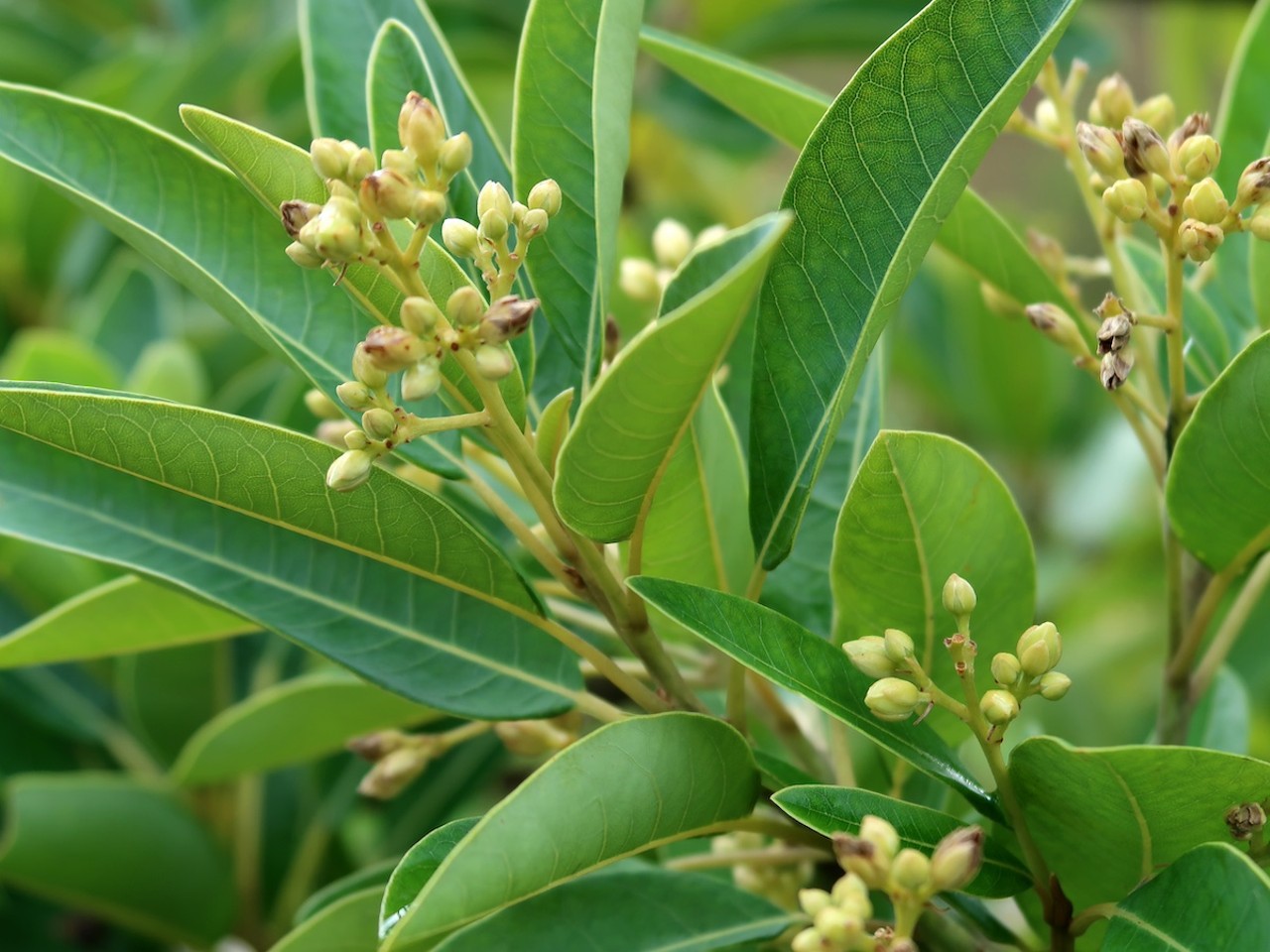 Red bay
In his book, Roger L. Hammer cautions that the Seminole “used a concentrated infusion of red bay leaves as an abortifacient, so women in early stages of pregnancy should avoid its consumption.” Keeping with the edible theme, rust-colored leaves from Persea borbonia var. Borbonia—which is found throughout Florida’s xeric and mesic forests, swamps and pinelands—have been used in tea and to flavor spaghetti sauce in lieu of Bay leaves.
Photo via KonstanzeGruber/Adobe