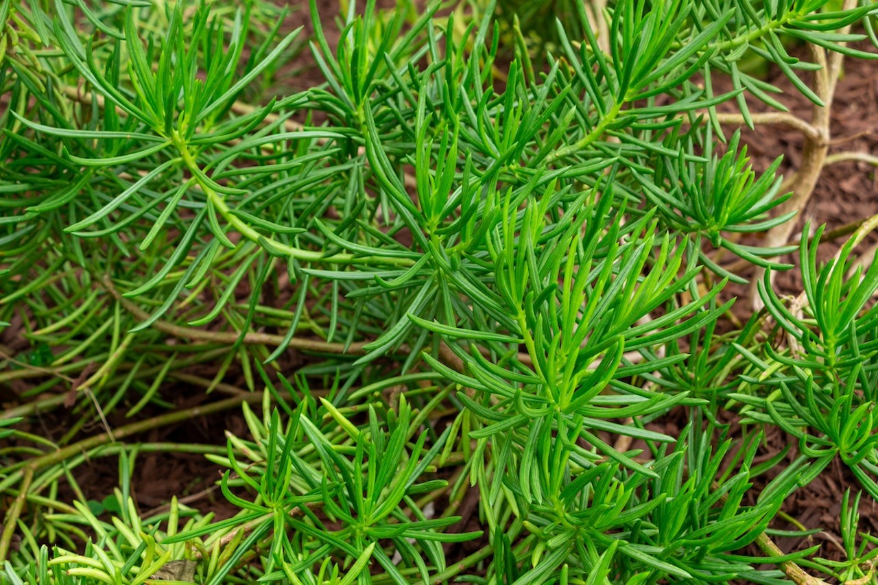 Sea blite
Suaeda linearis lives on coastal dunes, salt marshes, mangrove forests, and rocky shorelines—and shares habitat with eastern diamondback rattlesnakes, so be careful when collecting. Leaves on the plant—about 10-30 inches tall, with bisexual flowers on branched spikes—can be picked as a salty snack and added to salads and soups instead of salt.
Photo via Sunshower Shots/Adobe