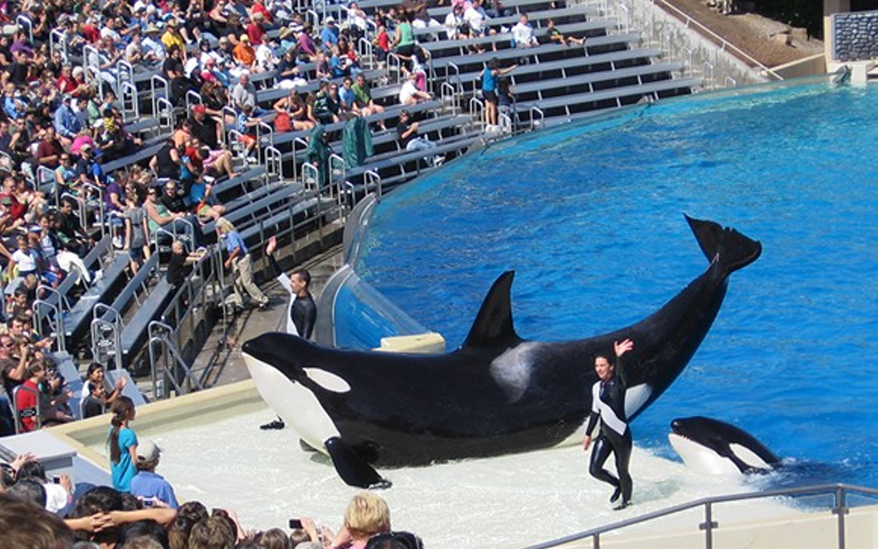 Former senior lawyer at SeaWorld charged with insider trading