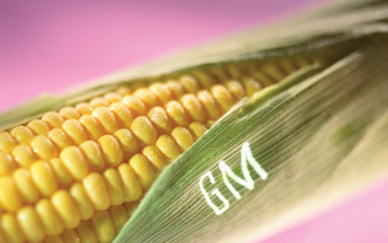 The release of genetically modified organisms into the environment threatens genetic diversity, which is essential for global food security. And a lack of genetic diversity in agriculture, says Greenpeace, can already be linked to many of the major crop epidemics in human history.