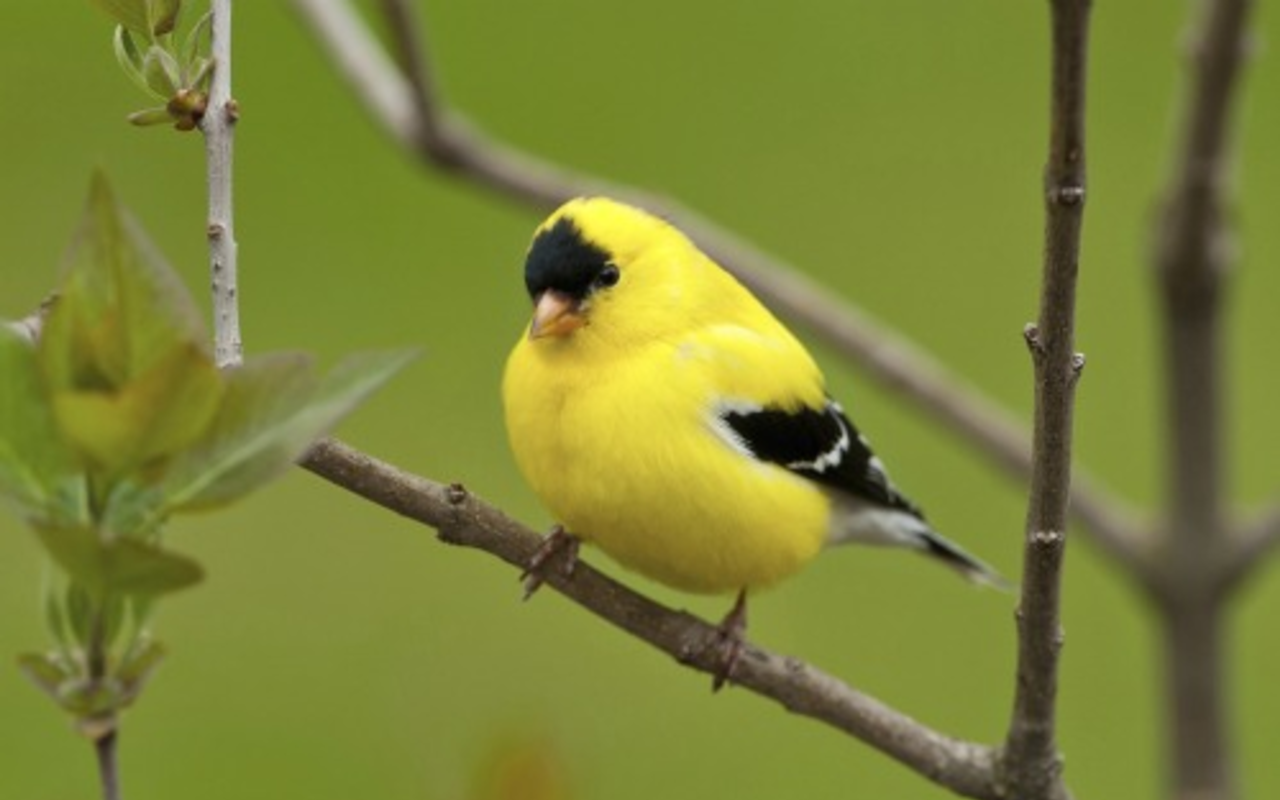 Climate change is affecting many more species than polar bears. The National Audubon Society found that 60 percent of the 305 avian species in North America during winter have shifted their ranges northward by an average of 35 miles, thanks to warming temperatures. The American Goldfinch, pictured here, has moved some 200 miles north in the last 40 years.