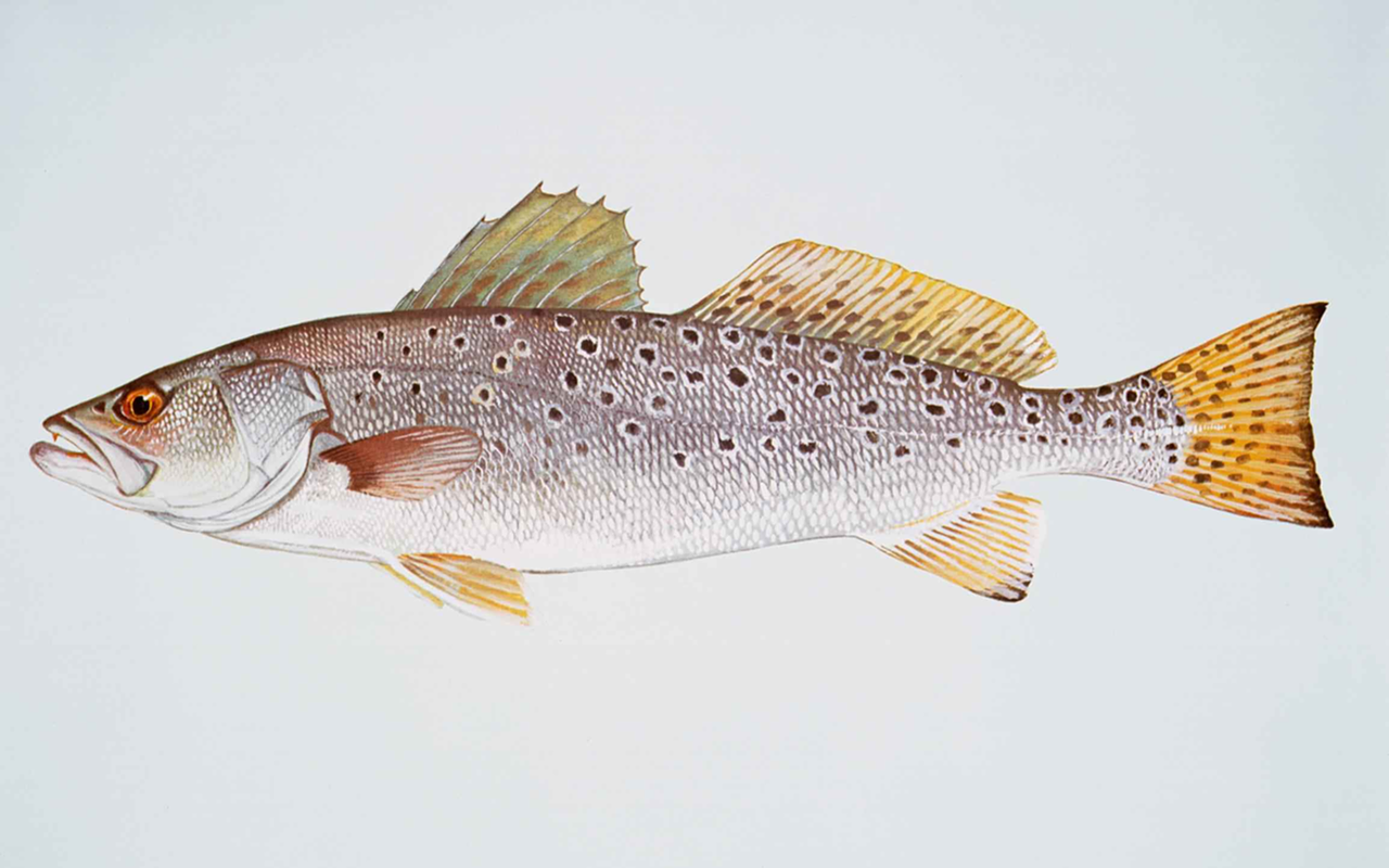 Speckled trout can be found in St. Pete's saltwater lakes.