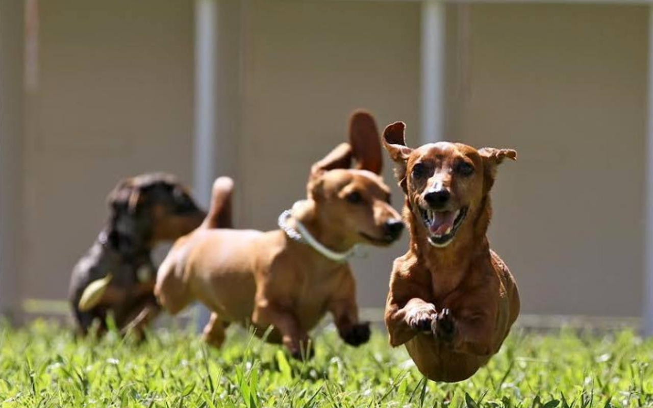 Get Rescued's Weiner Dog Derby is a big draw.
