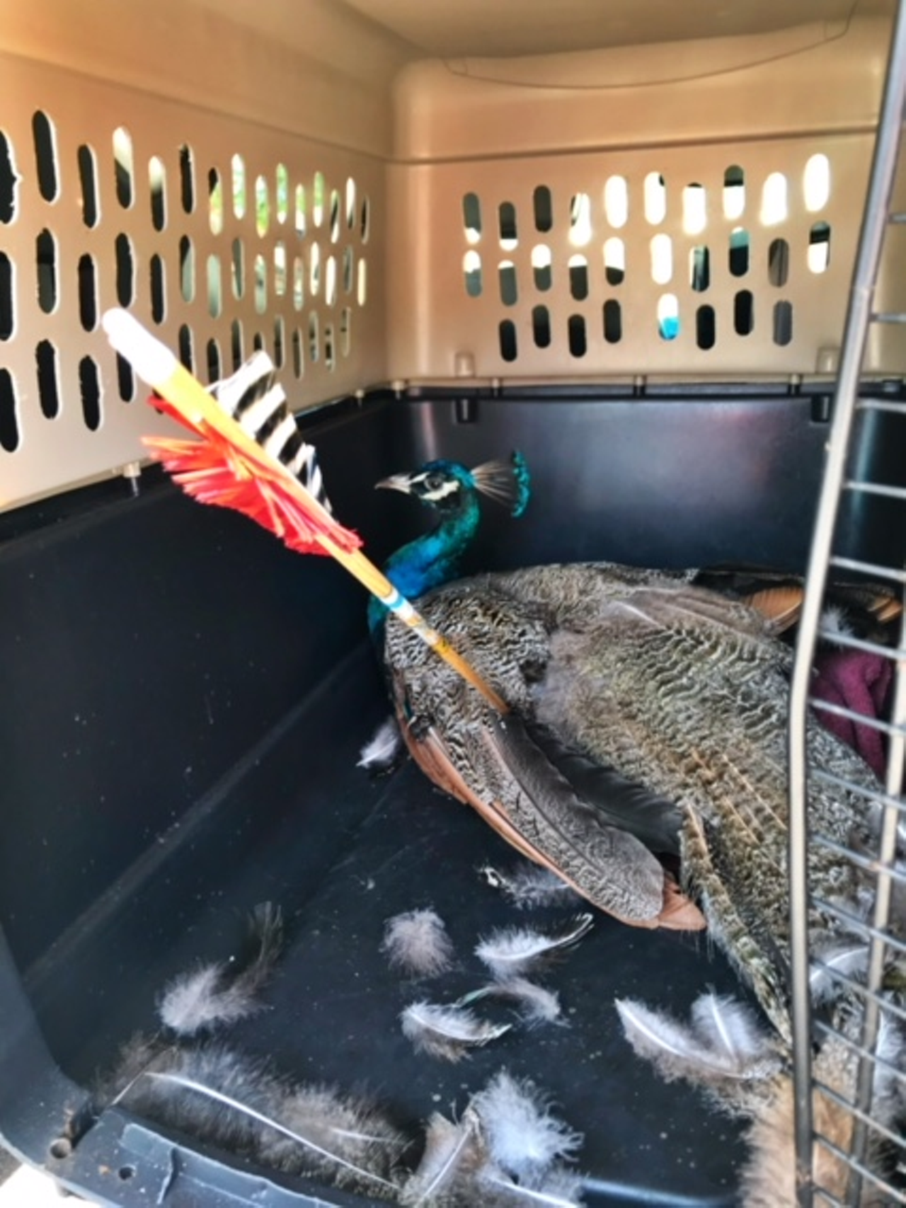Dunedin peacock shot with bow and arrow