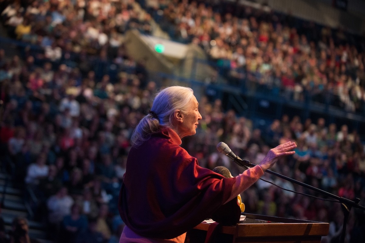 Jane Goodall