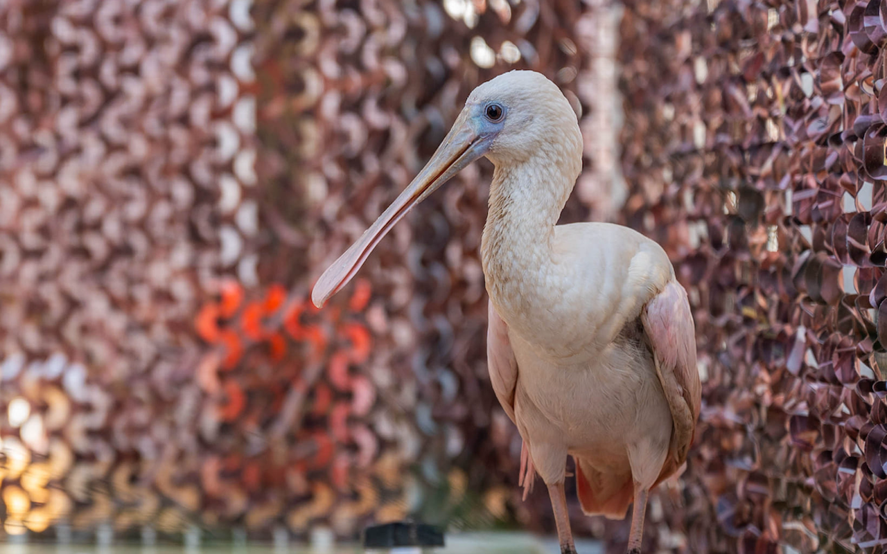 Meatball at the Seaside Seabird Sanctuary in Indian Shores, Florida.