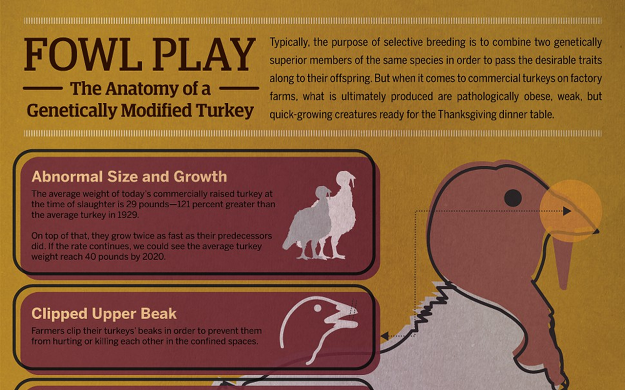 Anatomy of a Genetically Modified Turkey