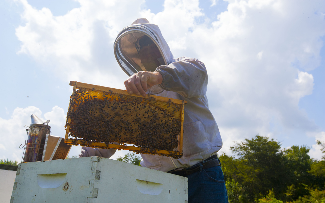 Tampa Bay Beekeepers Association treasurer Pat Allen, proprietor of Pat's Apiaries in Auburndale, checks one of his 100-plus hives. Also a bee remover, Allen has been stung "thousands upon thousands of times."