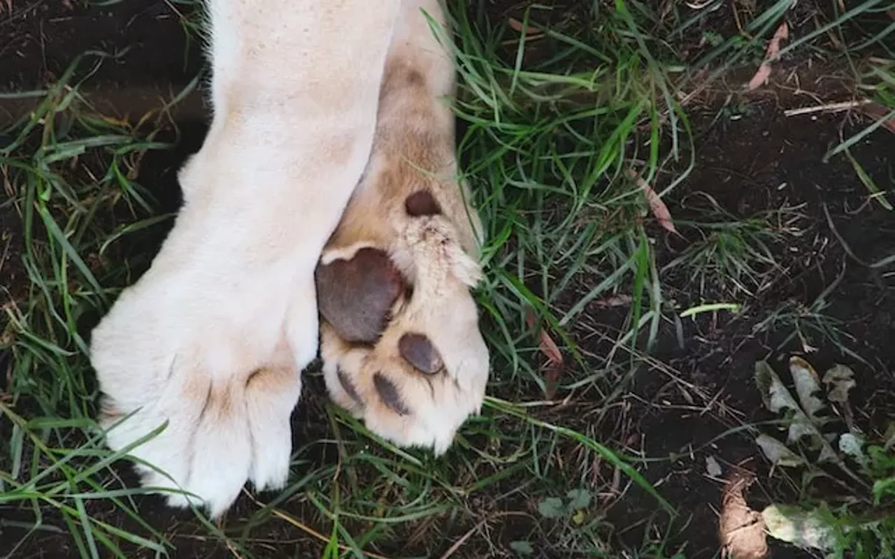 Image: Island Paws - Humane Society of Tampa Bay