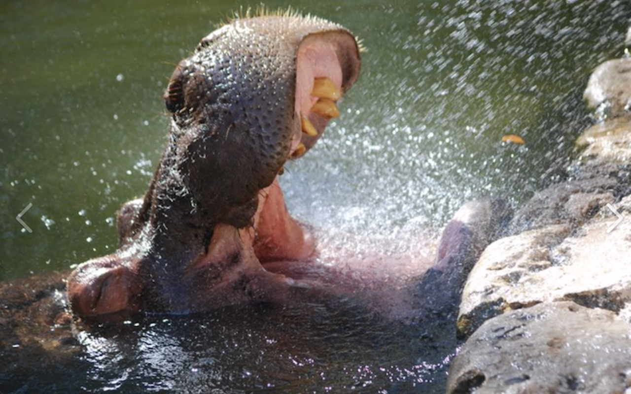 Lu, Citrus county's longtime resident hippo, turned 59 this week. Ellie Schiller Homosassa Springs Wildlife State Park threw her two parties. She's kind of a big deal... figuratively *and* literally.