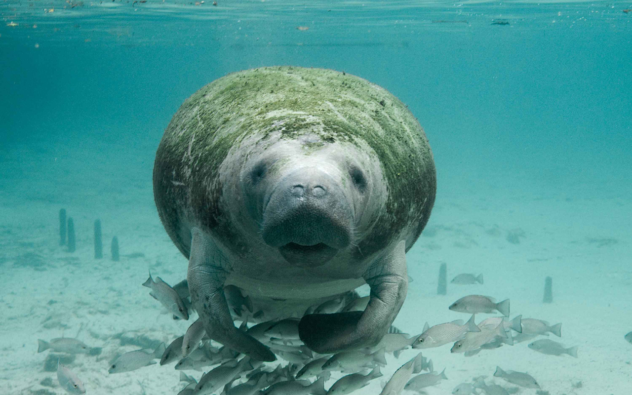 It's Adopt-A-Manatee time again