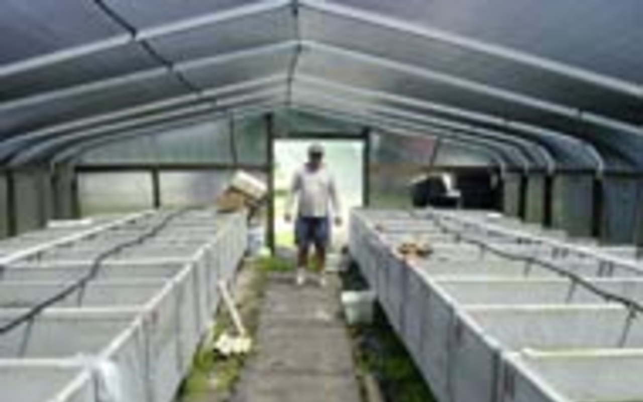 WATERY GRAVES: Burial vaults double as holding tanks at Carter's tropical fish farm.