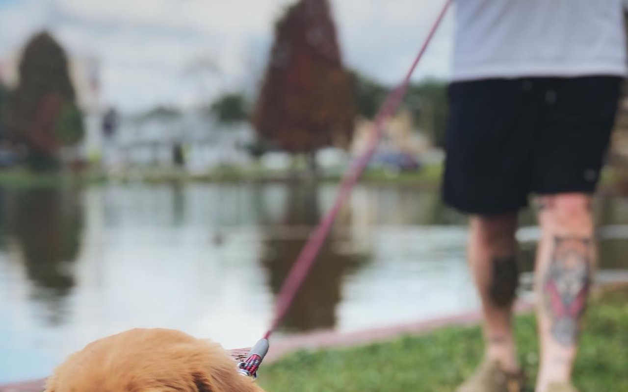 A puppy walks Lake Morton Duck Pond in Lakeland, Florida.