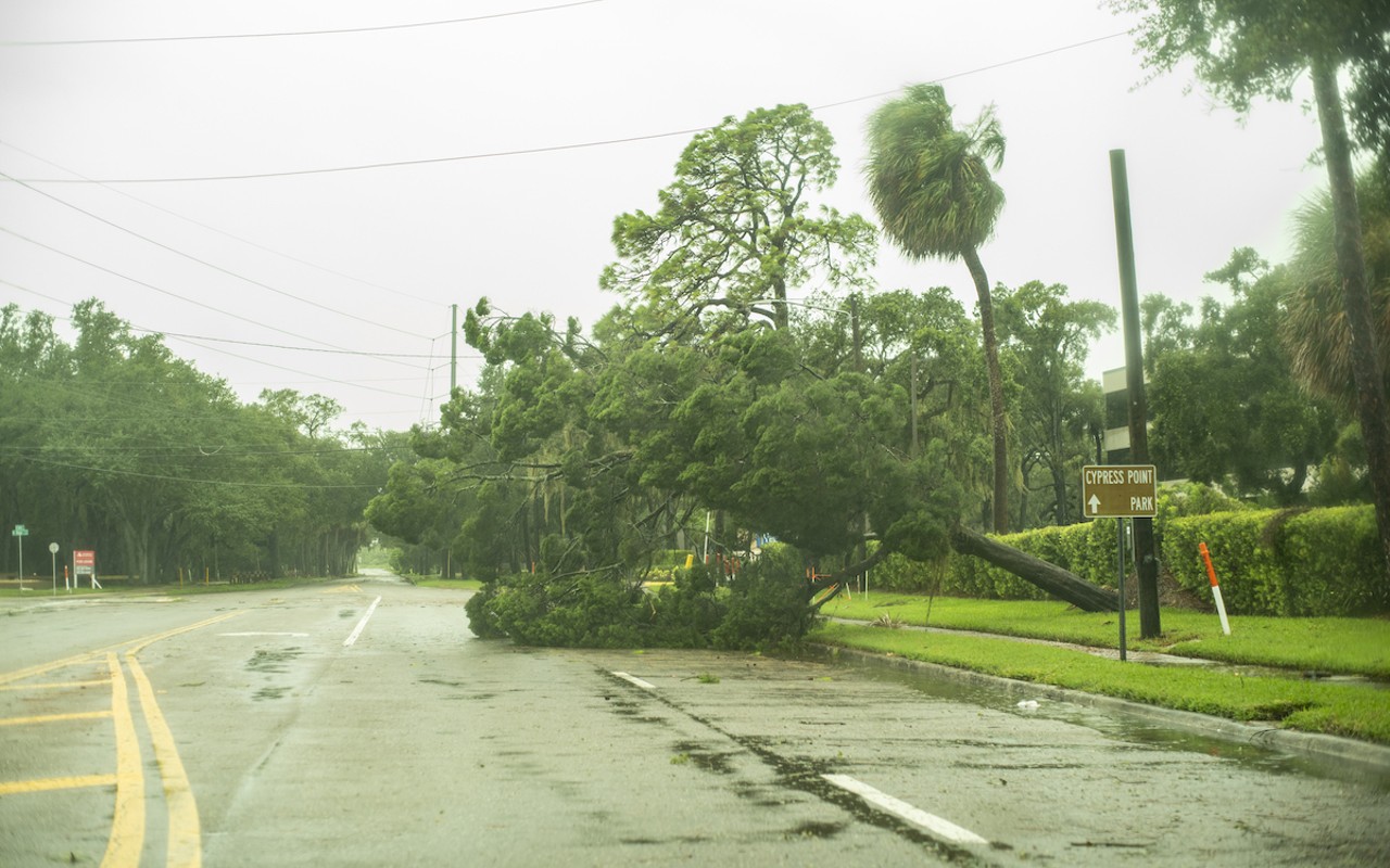 A downed tree near Cypress Point Park in Tampa, Florida on Sept. 22, 2022.