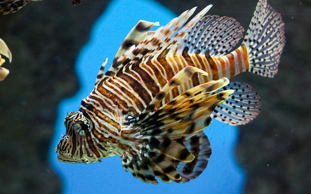 The lionfish caught during the upcoming Lionfish Safari will be used for education and research.