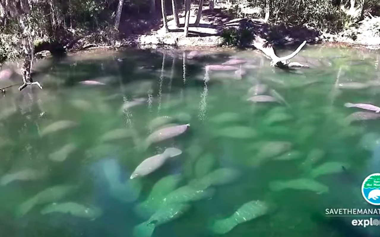 Live stream shows record number of manatees at Florida's Blue Spring State Park