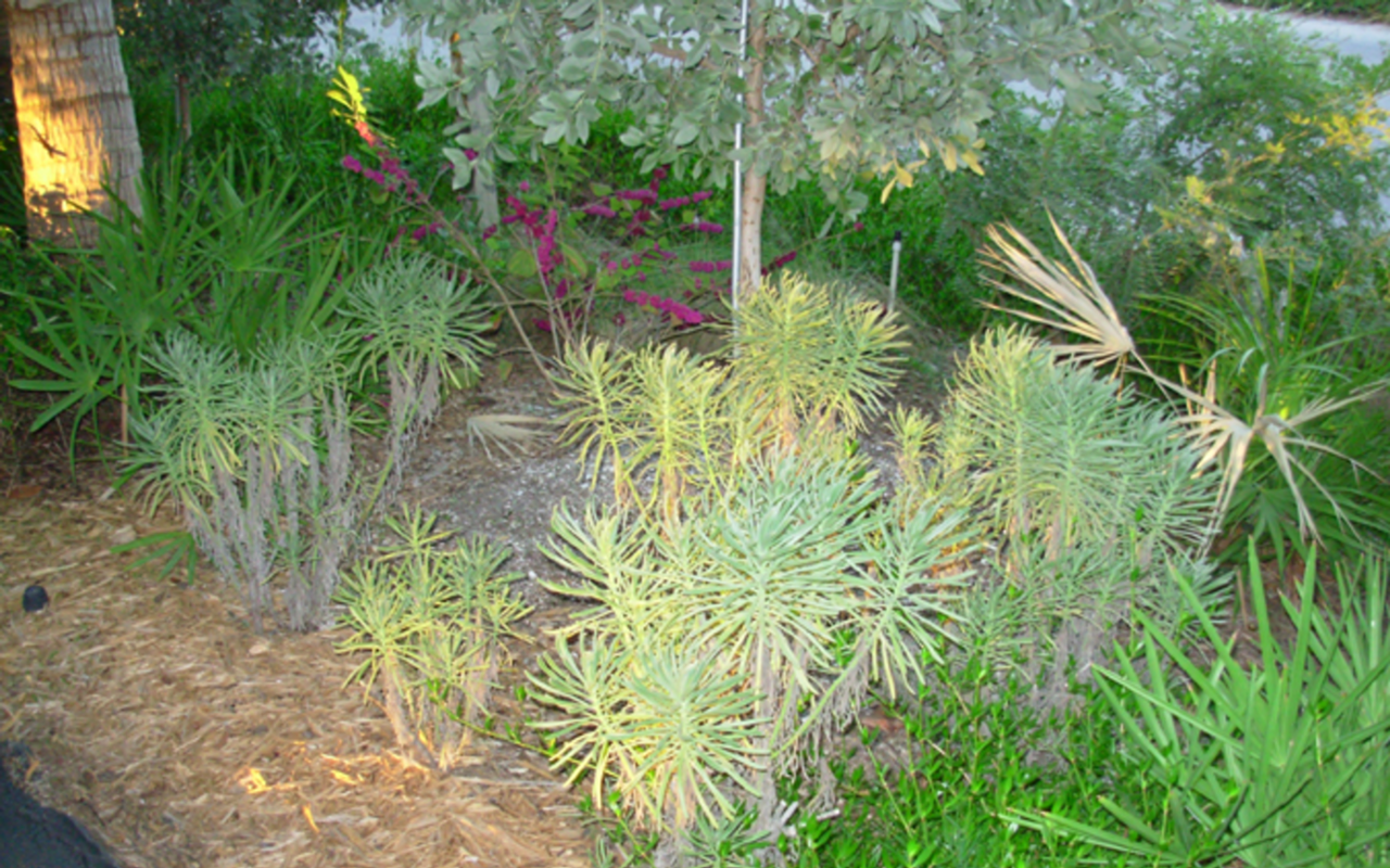 Lose your lawn and get Florida native plants instead; Free native plants tour Sat. (5/30)