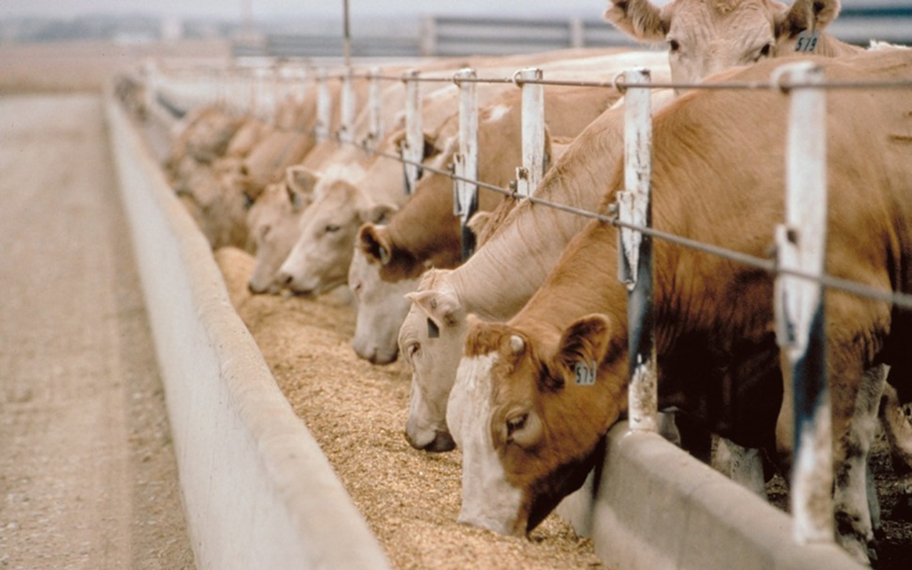 Livestock raised on grain produce large amounts of greenhouse gases.