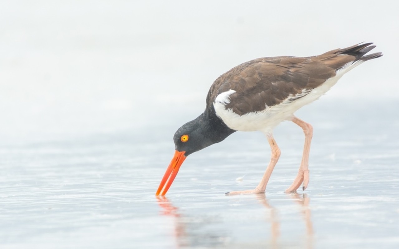 American Oystercatcher at Madeira Beach, Florida.