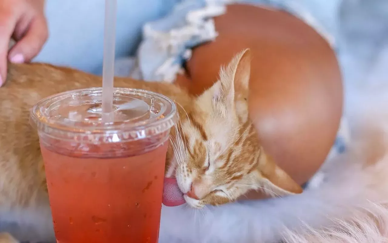 Image: New 'Cats &amp; Caffeine' cafe will open in South Tampa this summer