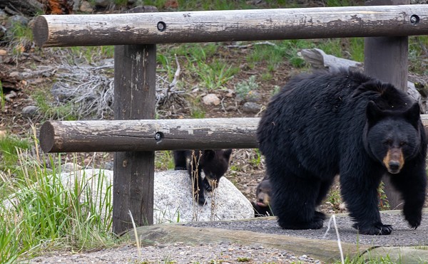 Florida Senate approves plan to shoot bears in self-defense