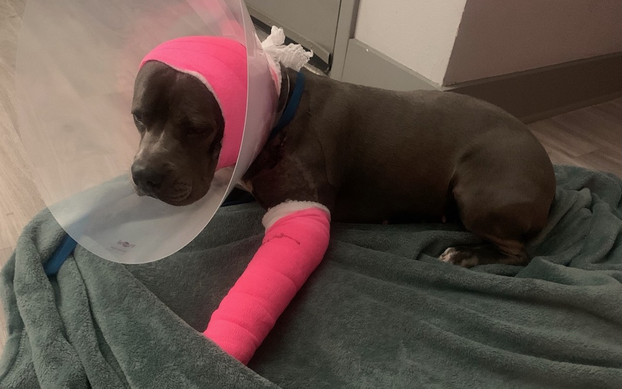 Nala recovering from injuries after being shot by TPD.
