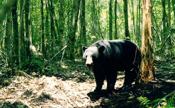 Florida black bears as a particular source of anxiety for opponents of Amendment 2.