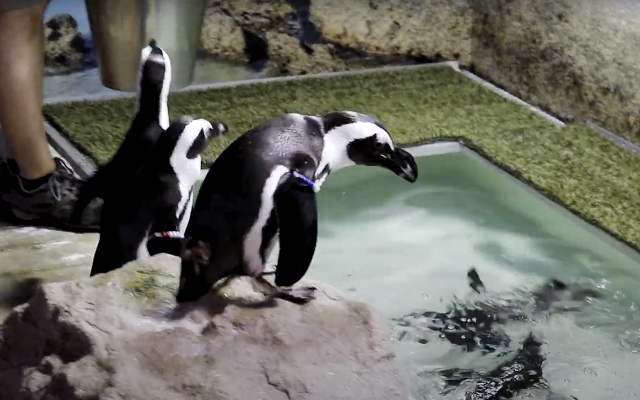 New African penguin habitat opens at The Florida Aquarium this weekend