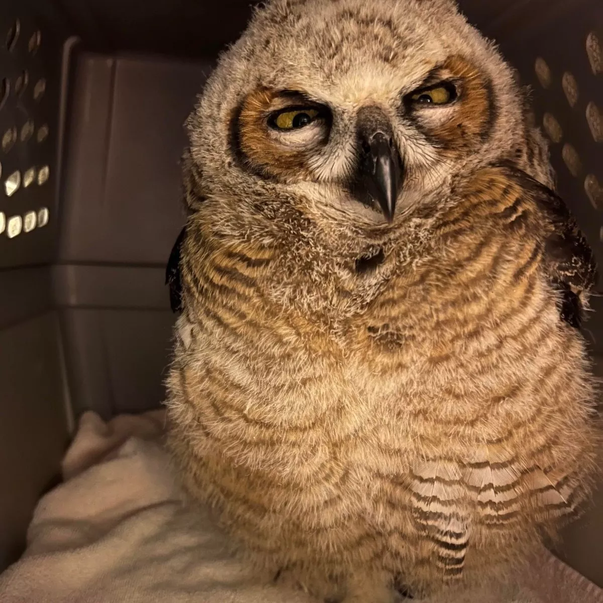 A great horn owl chick rescued by Tampa Bay's Owl's Nest Sanctuary for Wildlife.