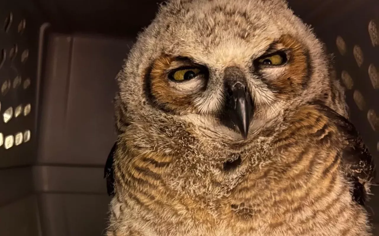 Image: Owls & Old Fashioneds: Shae Krispinsky w/Robert Wegman