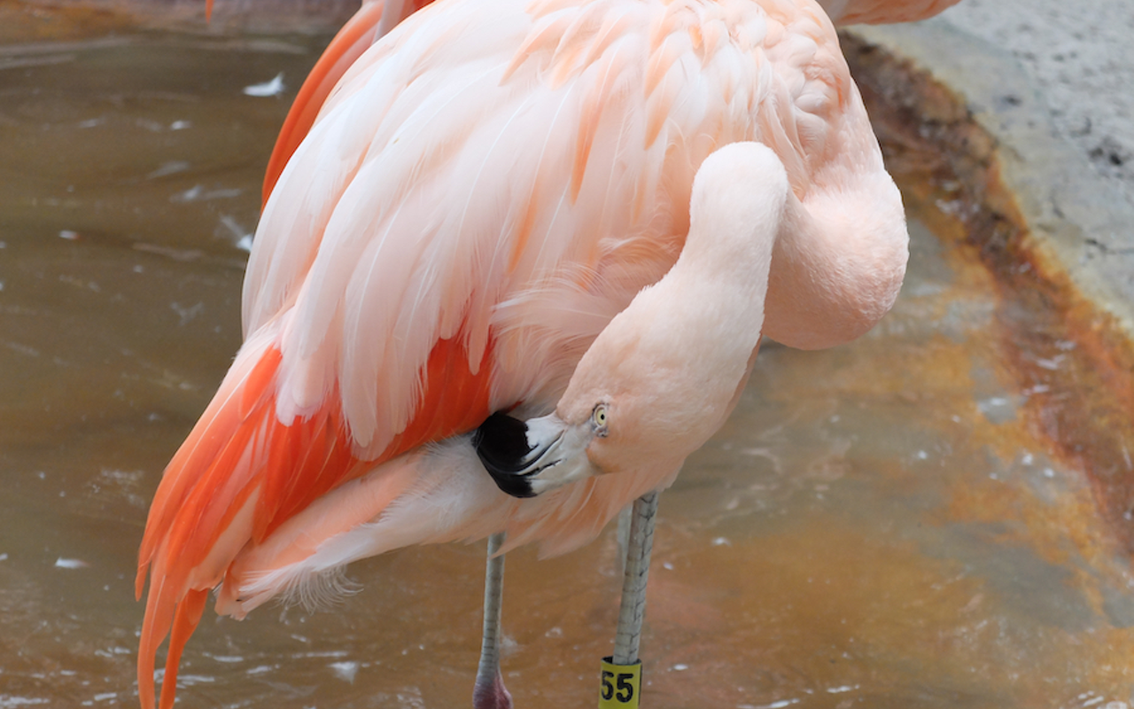 One of the flamingos you'll meet at the Flamingo Festival at Sunken Gardens in St. Petersburg.