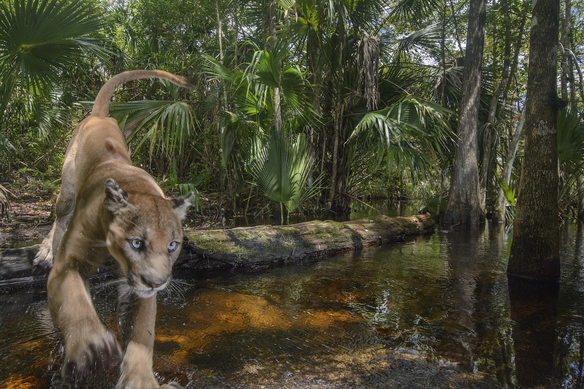 In the 88 minutes between opening and closing credits, director Eric Bendick follows photographer Carlton Ward Jr. on his quest to use camera traps to capture images of the big cat.