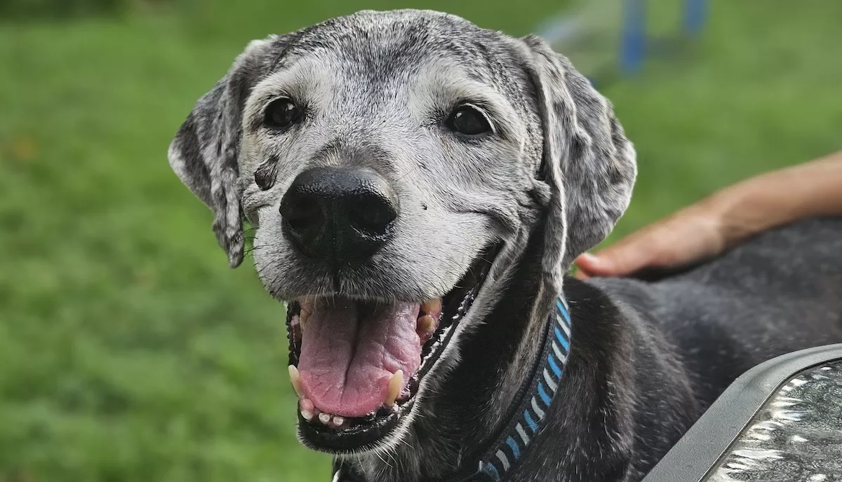 pet_fest_samuel.webp