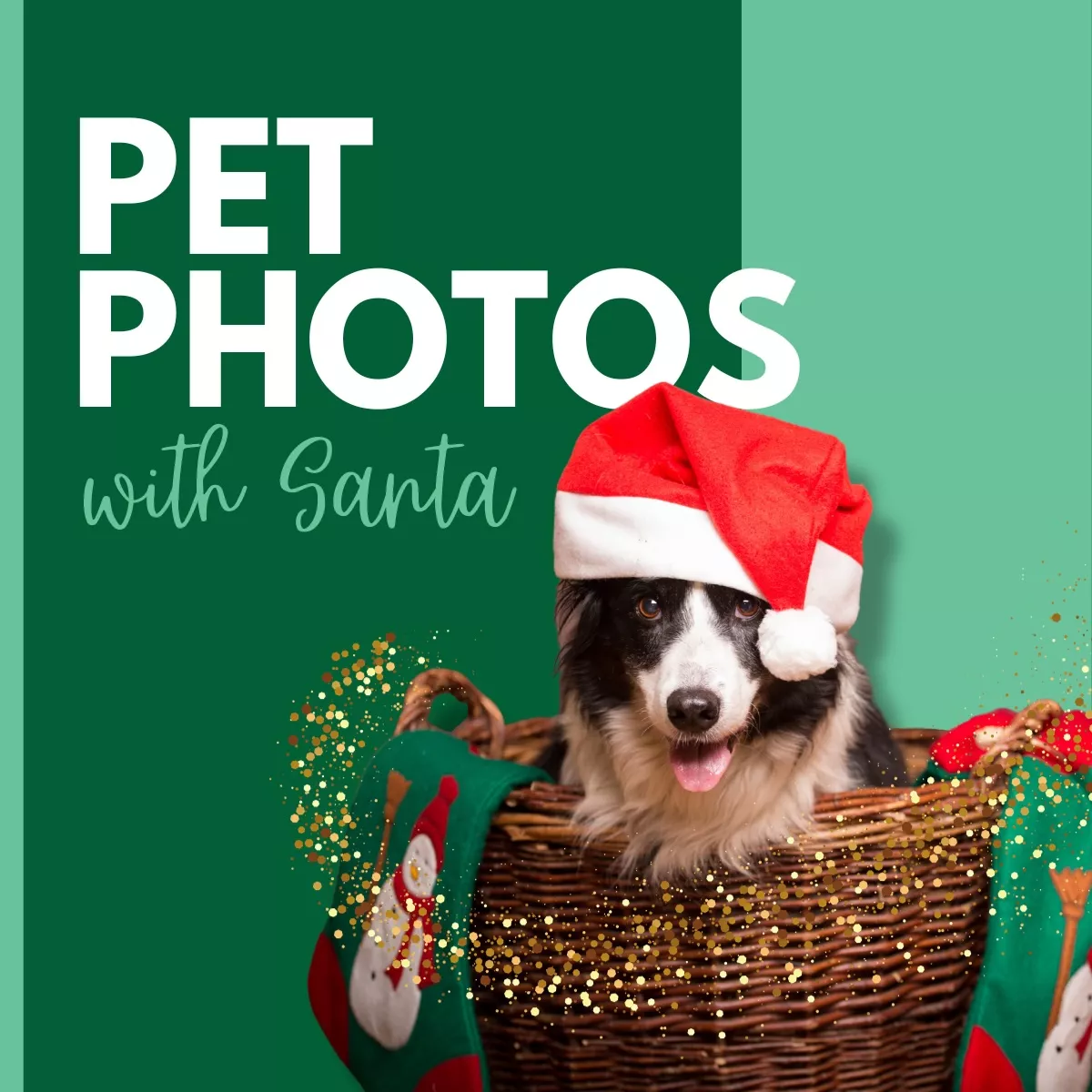pet_photos.webp