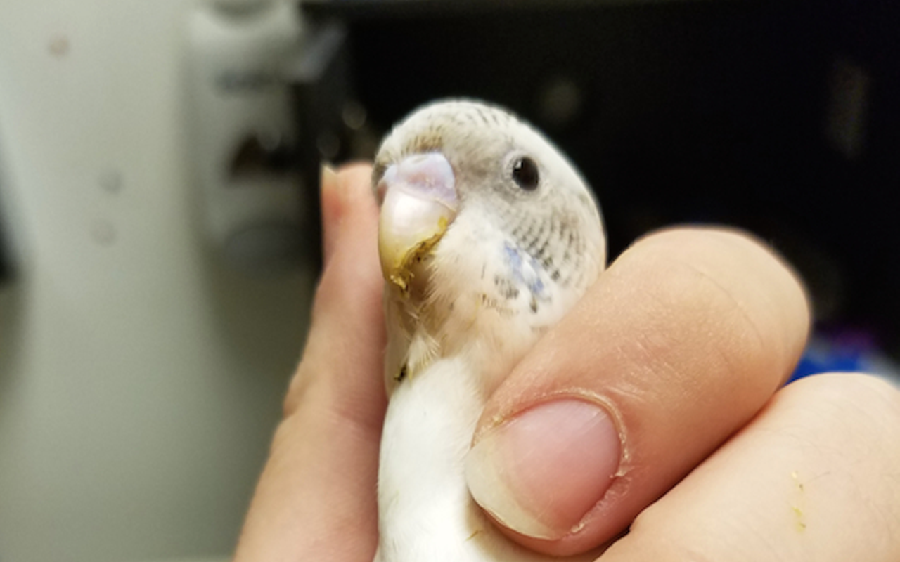 Valencia the parakeet was emaciated and not given adequate medical treatment, PETA says.