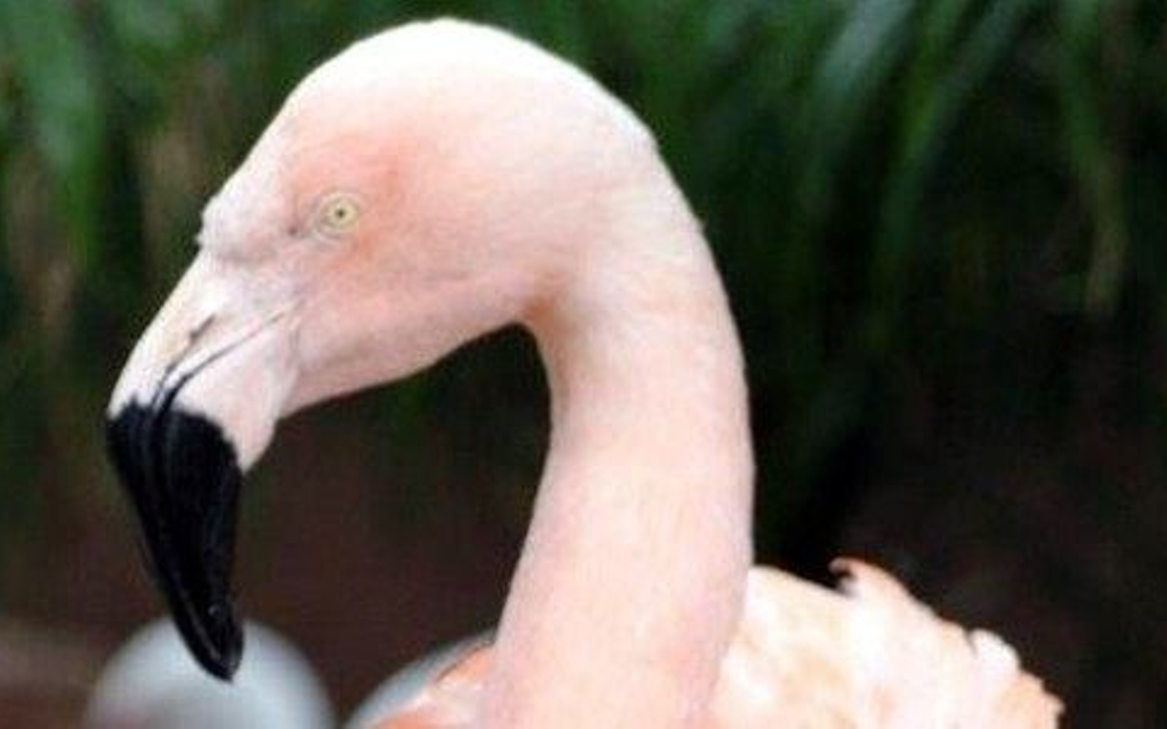 Petition calls for harsher punishment of flamingo-killing lowlife