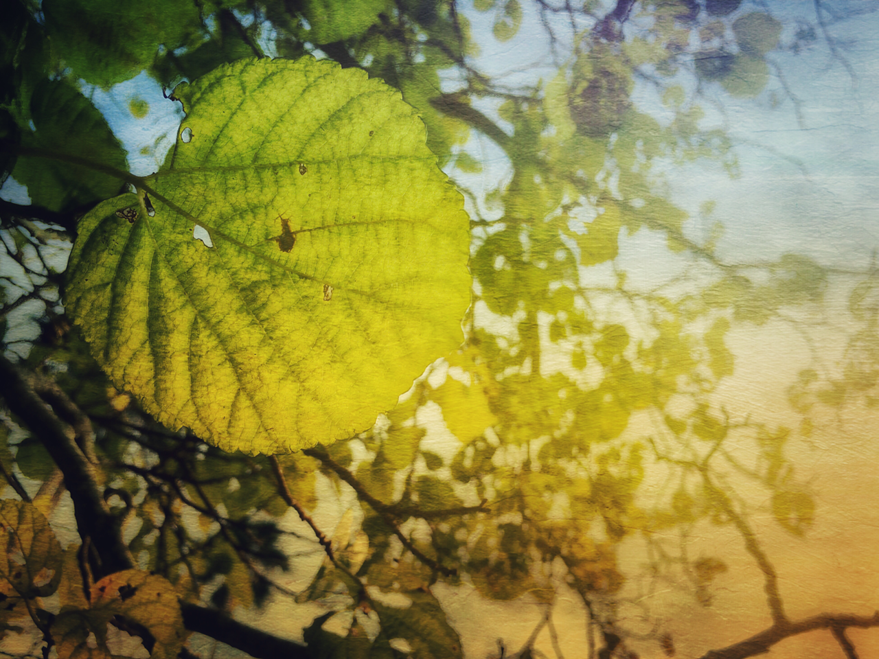 Leaf on a tree (apps: ProCamera, Mextures, XnView Photo FX).