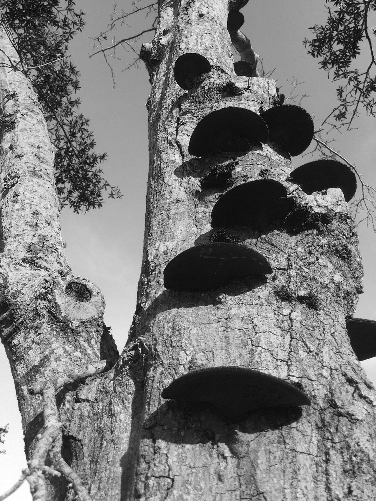 Nature's Ladder (apps: ProCamera to shoot, BlackCam to convert to black and white).