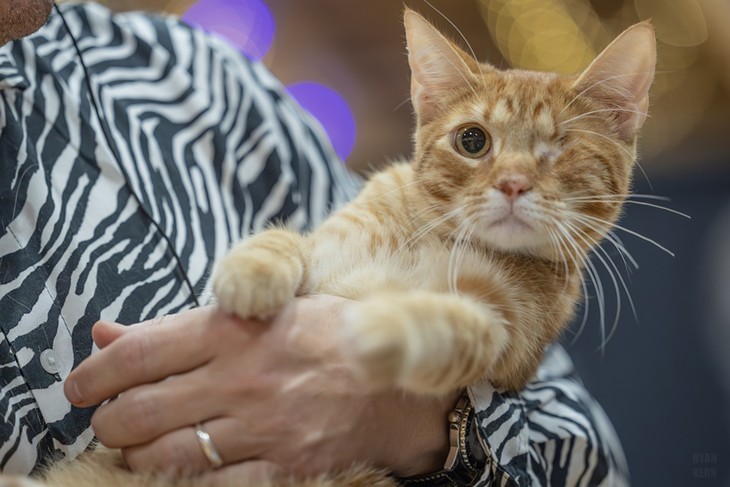 Photos: All the pretty kitties we saw at the 2023 St. Petersburg Catstravaganza